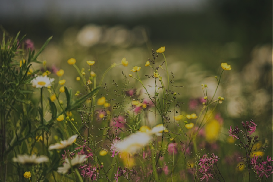 NATURE INSPIRED SUMMER EVENTS CALENDAR ANNOUNCED GIVING VISITORS EXCLUSIVE FIRST ACCESS TO WILD RUTLAND SITE