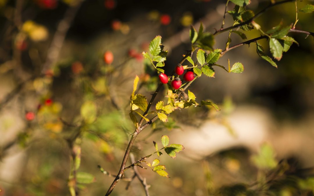 Wild Rutland set to boost for the local economy