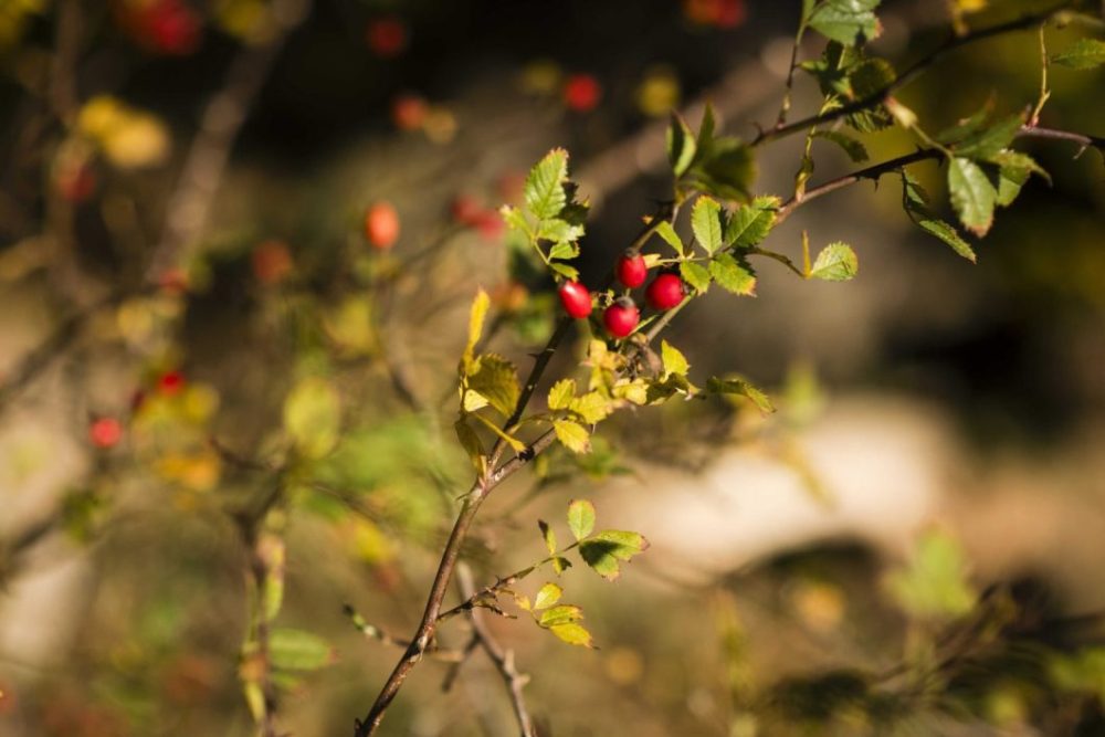 Wild Rutland set to boost for the local economy