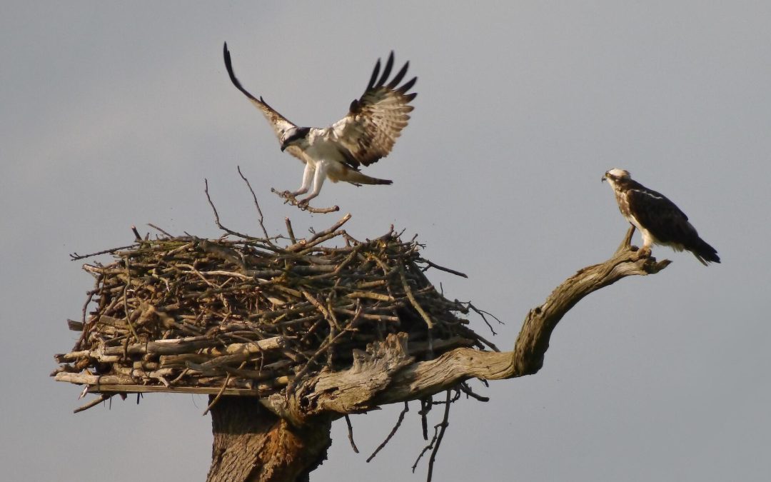 30 years on: Burley Estate marks major milestone in Osprey reintroduction project
