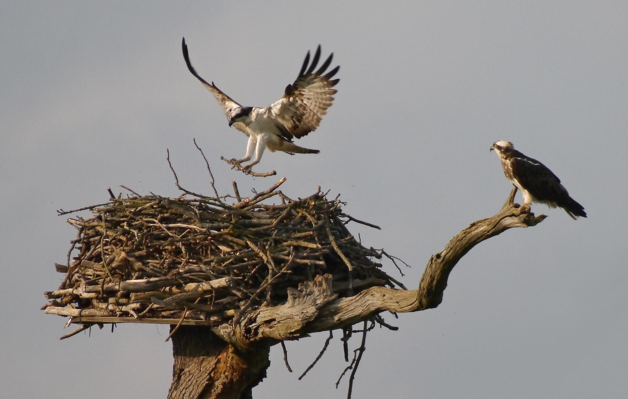 30 years on: Burley Estate marks major milestone in Osprey reintroduction project